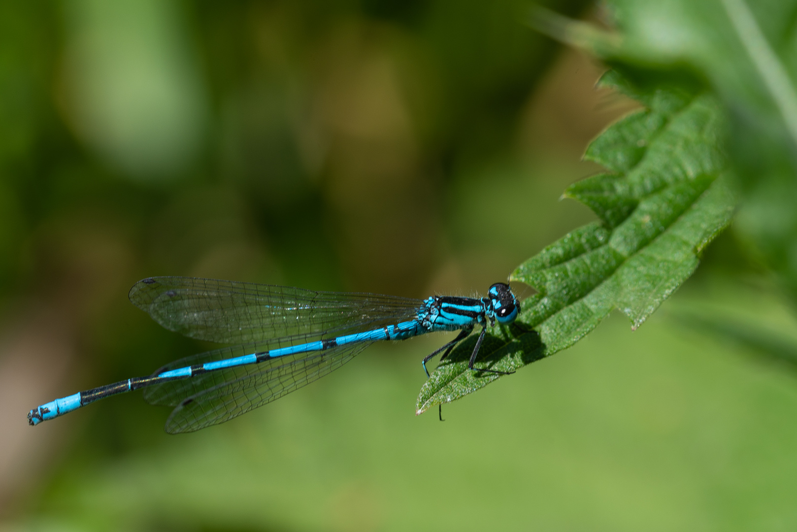 FledermausAzurjungfer01 Foto & Bild tiere, wildlife, libellen