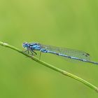 Fledermaus Azurjungfer