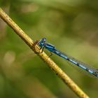 Fledermaus-Azurjungfer beim Frühstück