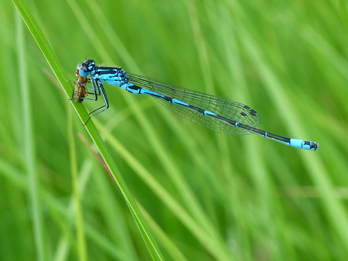 Fledermaus-Azurjungfer beim "Vespern"