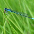 Fledermaus-Azurjungfer beim "Vespern"