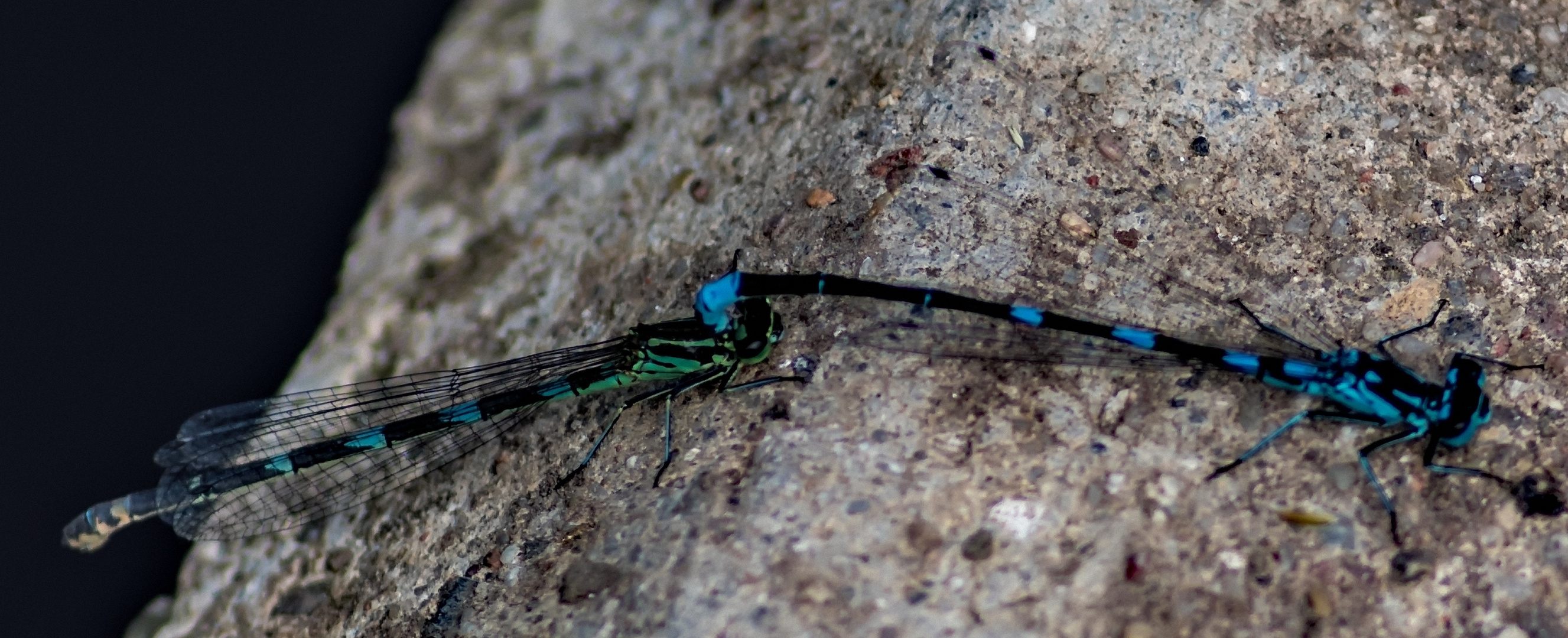 Fledermaus-Azurjungfer Coenagrion pulchellum