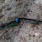 Fledermaus-Azurjungfer Coenagrion pulchellum