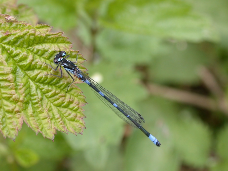 Fledermaus-Azurjungfer (Coenagrion pulchellum)