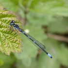 Fledermaus-Azurjungfer (Coenagrion pulchellum)