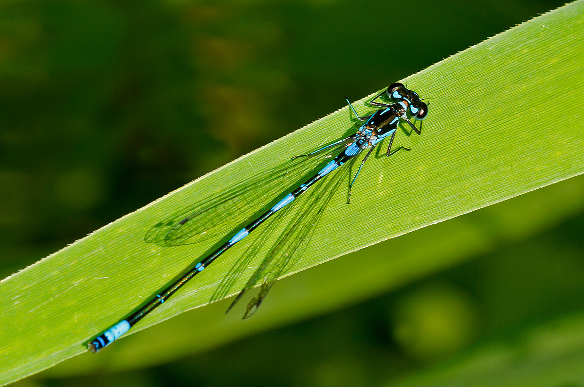 Fledermaus-Azurjungfer - Coenagrion pulchellum