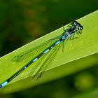 Fledermaus-Azurjungfer - Coenagrion pulchellum