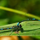 Fledermaus-Azurjungfer - Coenagrion pulchellum