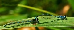 Fledermaus-Azurjungfer - Coenagrion pulchellum