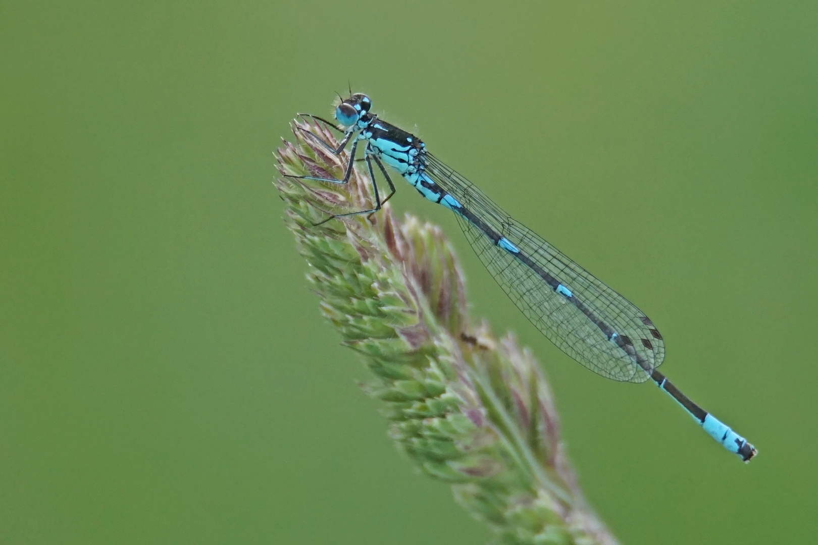 Fledermaus-Azurjungfer (Coenagrion pulchellum), Männchen