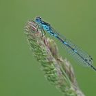 Fledermaus-Azurjungfer (Coenagrion pulchellum), Männchen