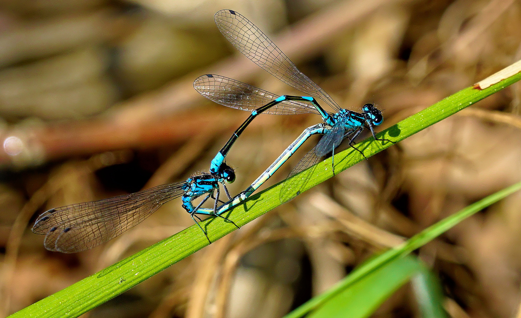 Fledermaus-Azurjungfer( Coenagrium pulchellum)