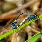 Fledermaus-Azurjungfer( Coenagrium pulchellum)