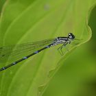 Fledermaus – Azurjungfer: Das Schattenplätzchen