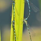 Fledermaus – Azurjungfer: Prima Angebot für Fotografen