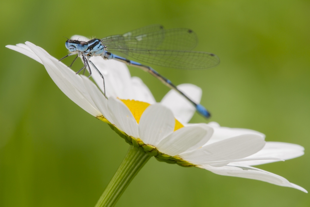 Fledermaus-Azurjungfer - Variable Damselfly (Coenagrion pulchellum)