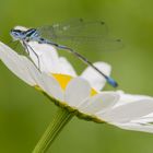 Fledermaus-Azurjungfer - Variable Damselfly (Coenagrion pulchellum)