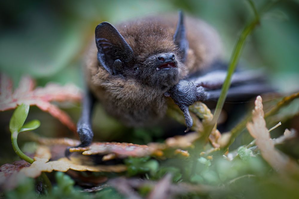 fledermaus