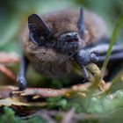 fledermaus