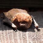 Fledermaus