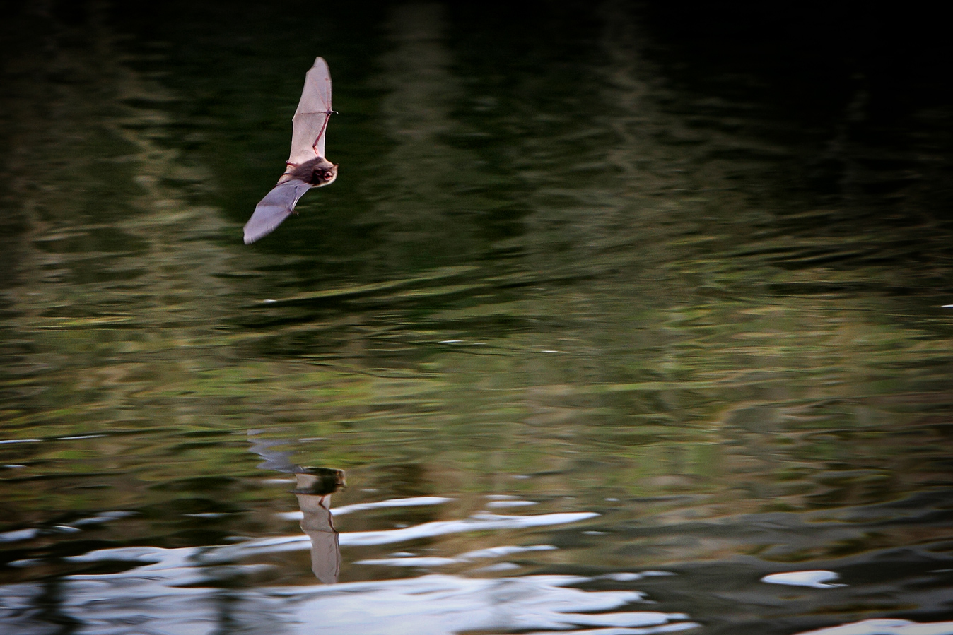 Fledermaus