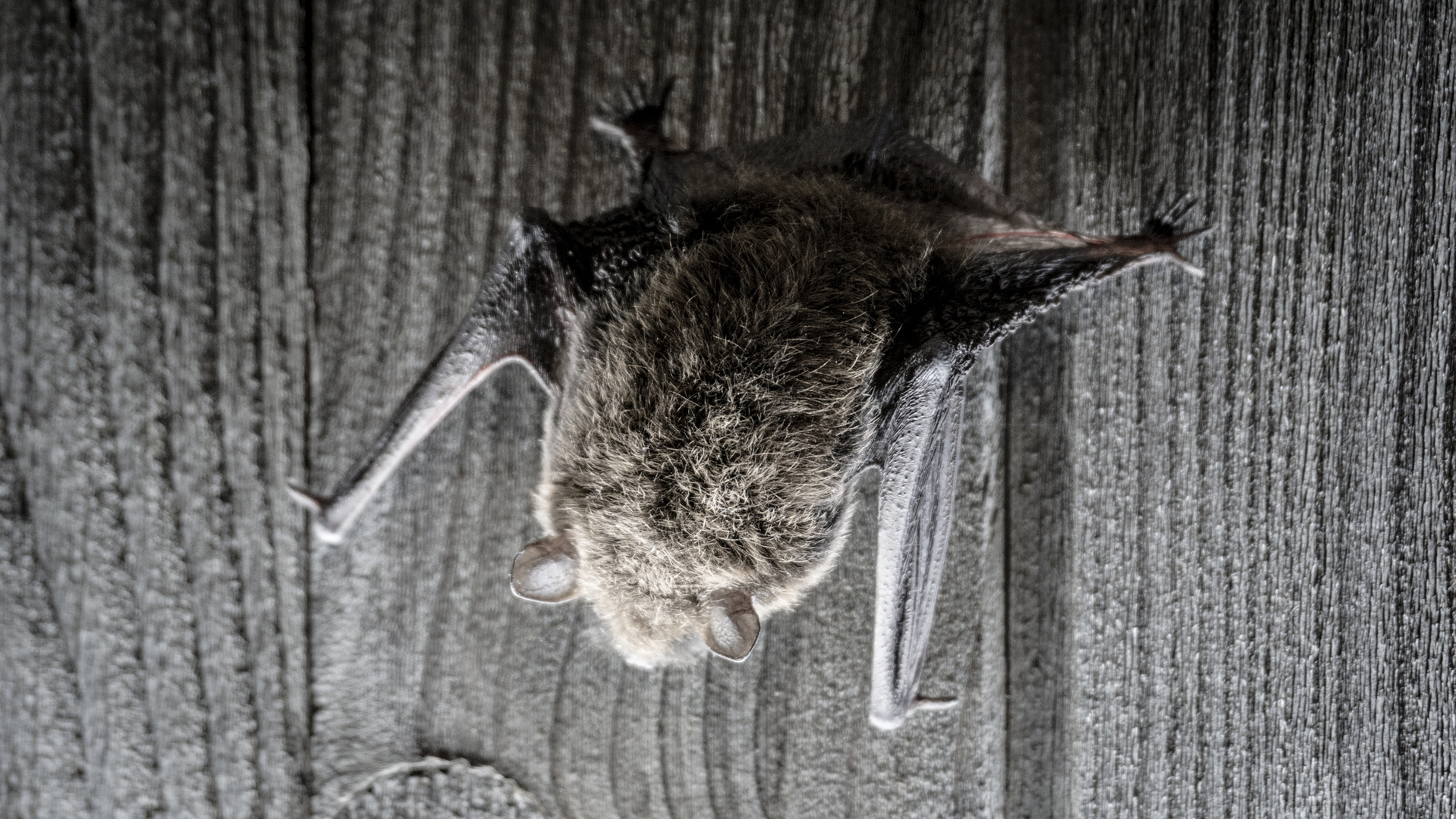 Fledermaus Besuch