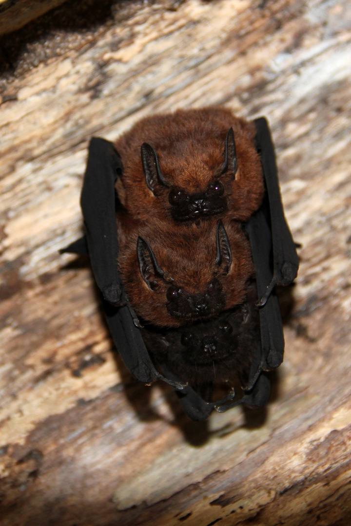 Fledermaus Dreierpack - Costa Rica, Karibikküste