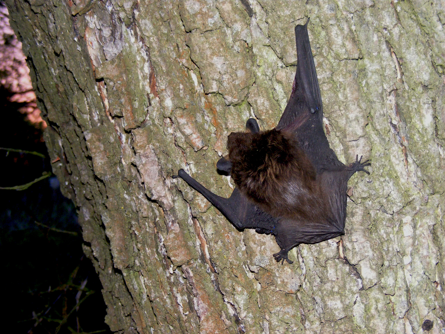 Fledermaus