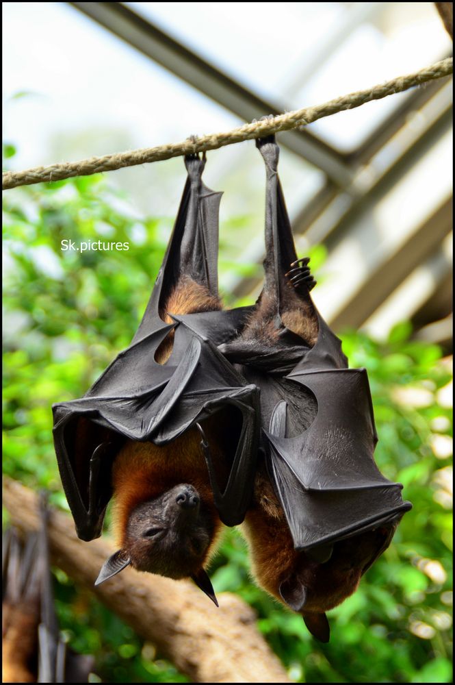 Fledermaus hängt ab!