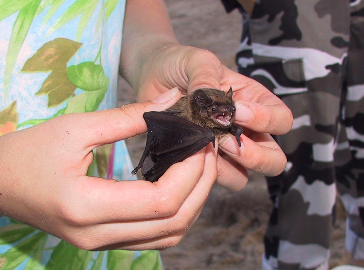 Fledermaus hatte sich verflogen