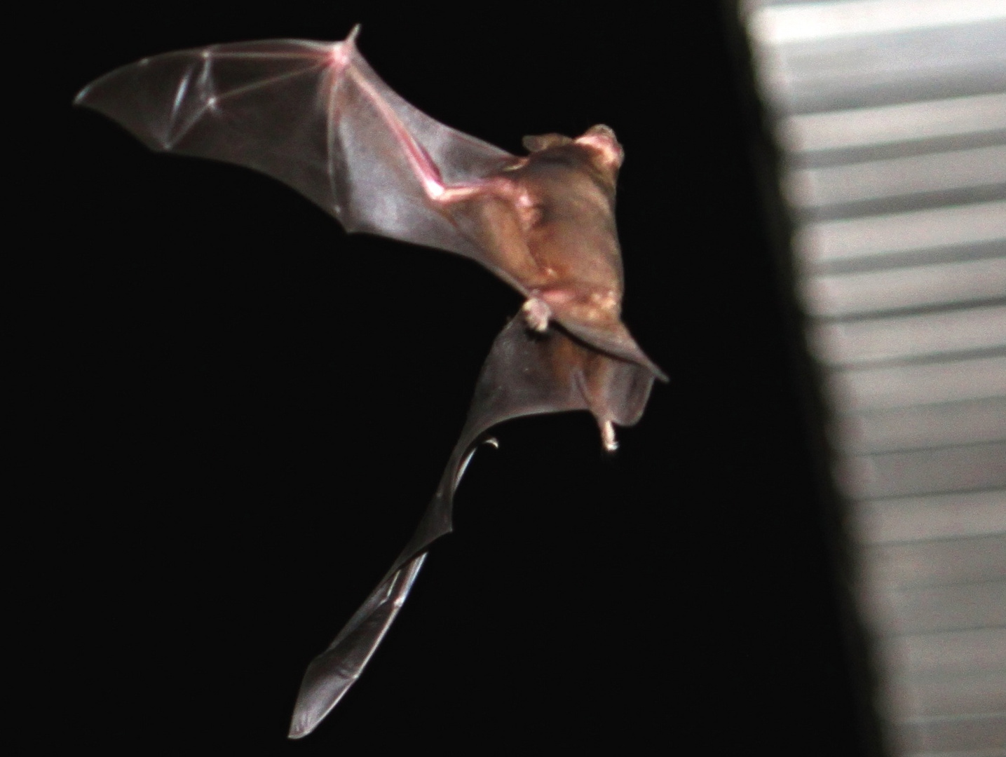 Fledermaus im Ausfliegen