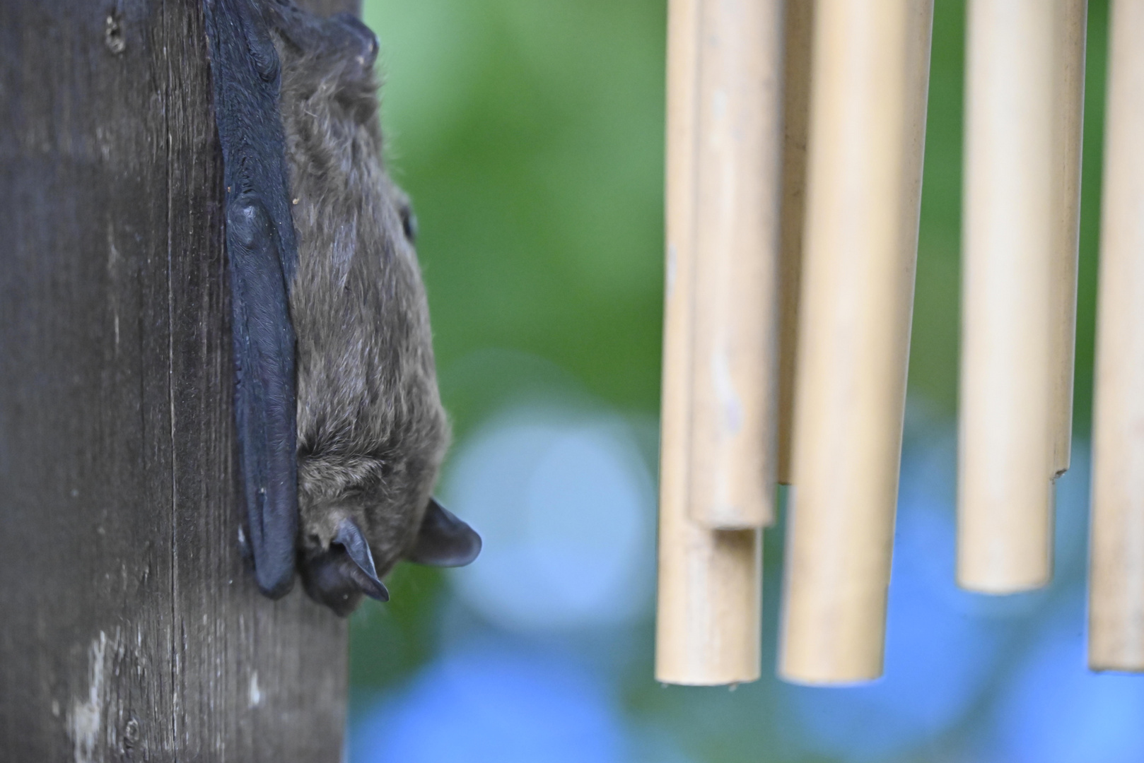 Fledermaus im Garten