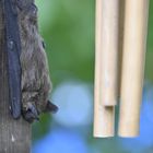 Fledermaus im Garten