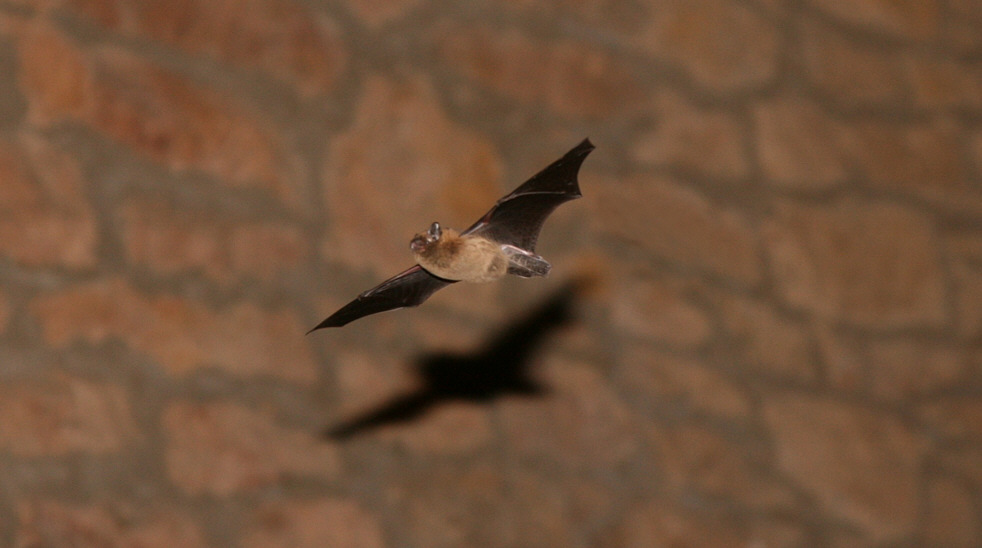 Fledermaus im Gleitflug