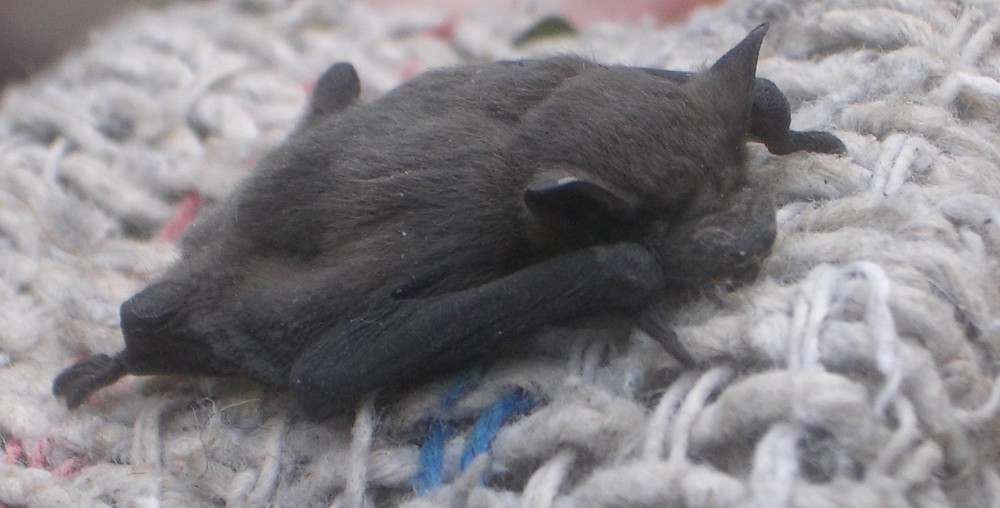 Fledermaus Im Haus Foto Bild Tiere Wildlife Saugetiere