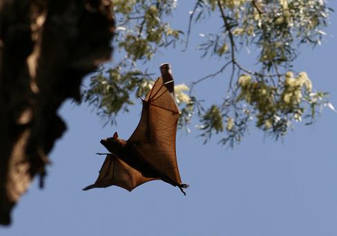 Fledermaus in Australien