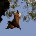 Fledermaus in Australien