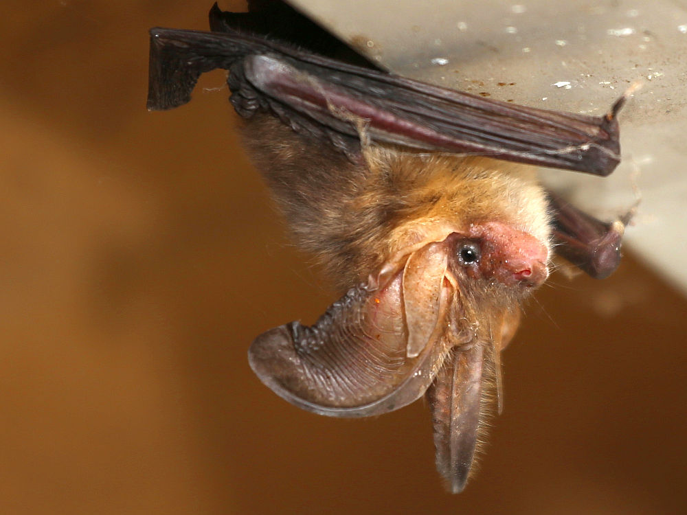 Fledermaus in der Garage