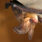 Fledermaus in der Garage