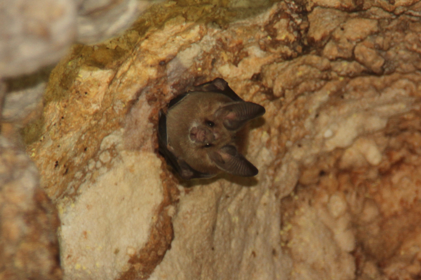 Fledermaus in Dudu's Höhle