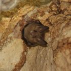 Fledermaus in Dudu's Höhle