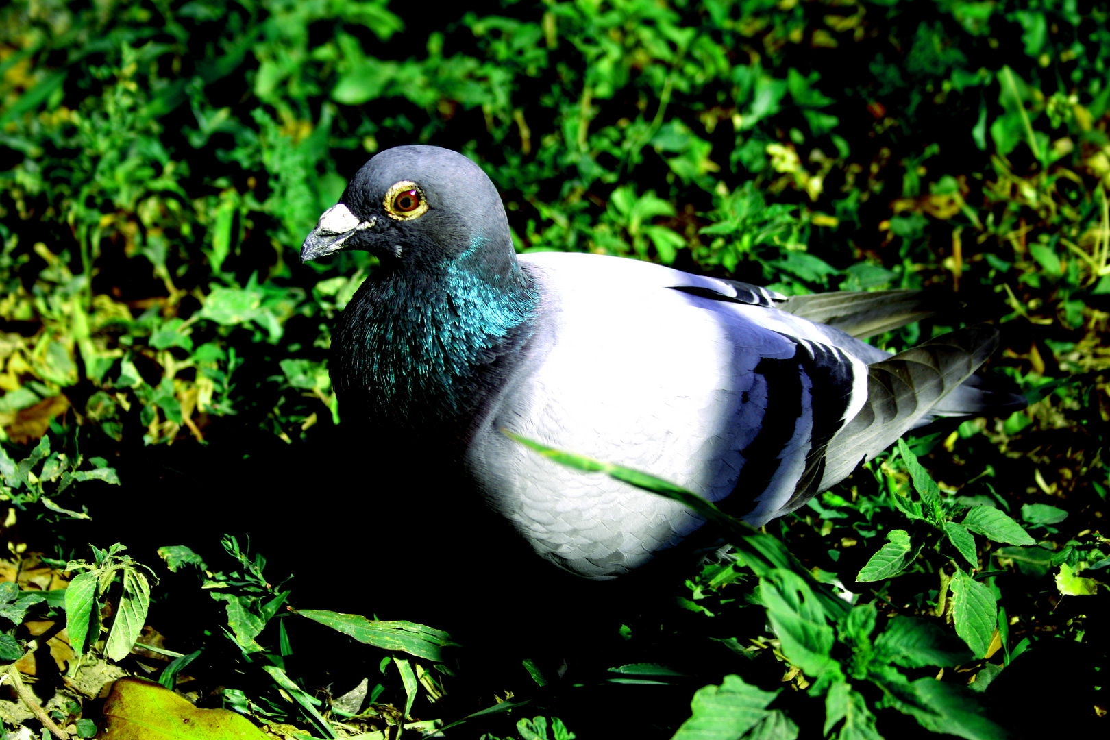 Fledermaus in Gestalt einer Taube