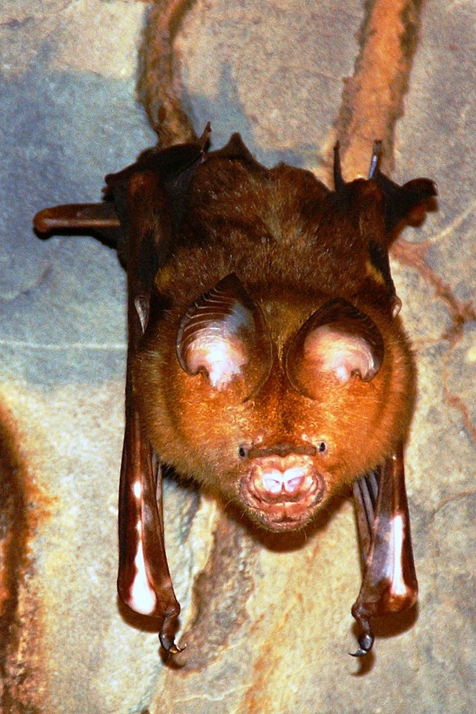 Fledermaus in unterirdischer Flusshöhle auf Palawan