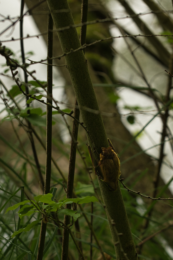 Fledermaus: ist auf den Baum geklettert