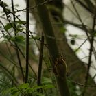 Fledermaus: ist auf den Baum geklettert