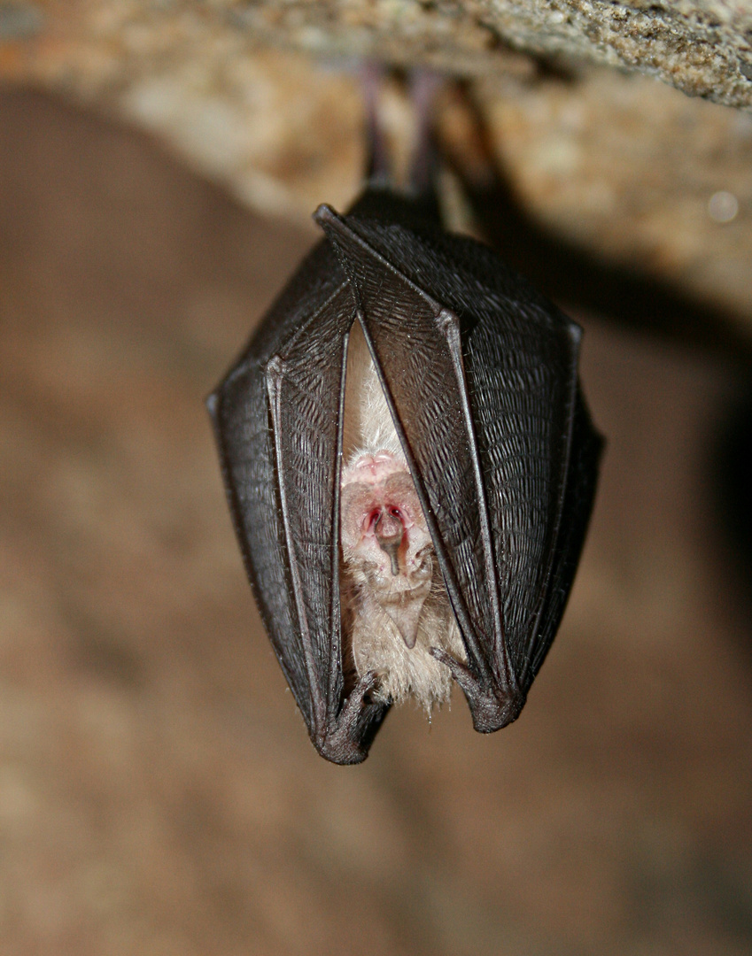 Fledermaus (Kleine Hufeisennase) Foto & Bild tiere, natur Bilder auf