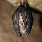 Fledermaus (Kleine Hufeisennase)