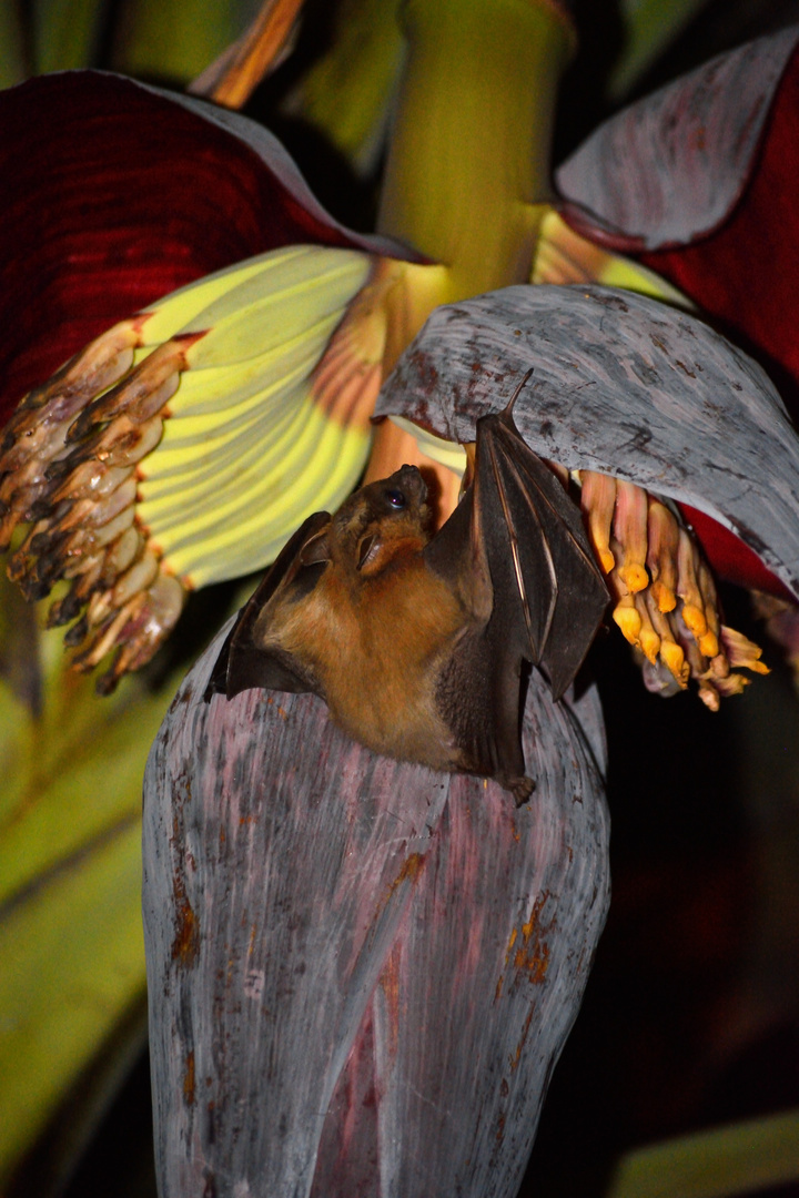 Fledermaus labt sich an Bananenblüte