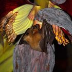 Fledermaus labt sich an Bananenblüte