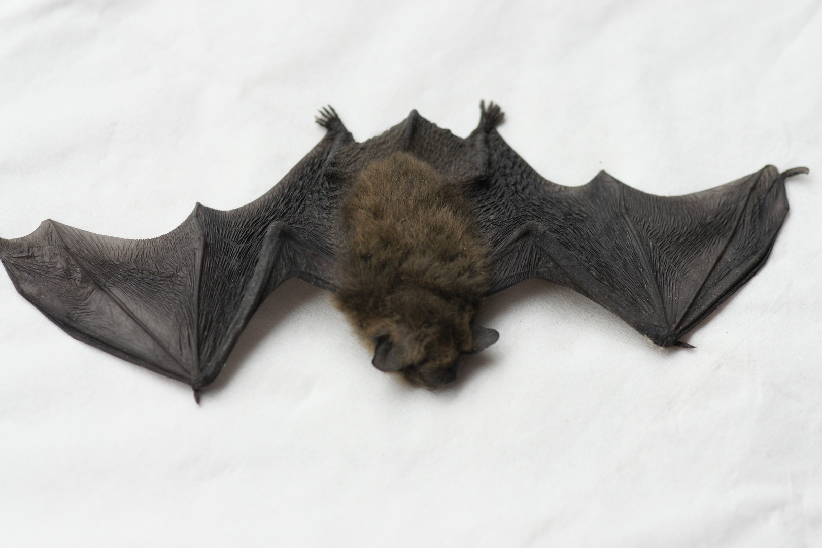 Fledermaus (Microchiroptera)